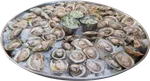 Ostras de nuestra piscina (60 ud)
